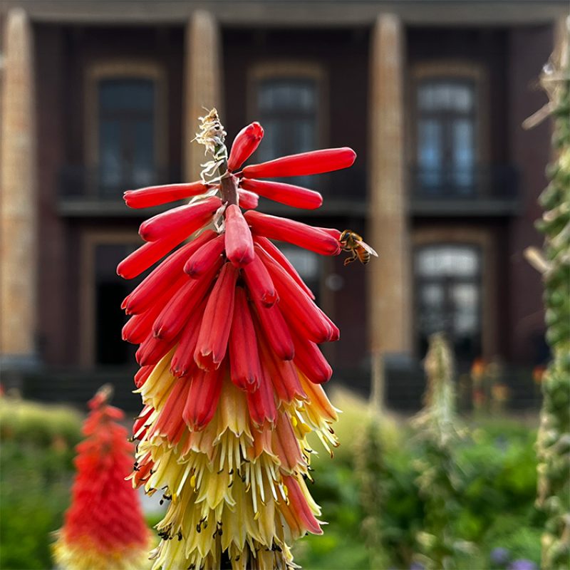 Wilhelminaplein Tegelen is in full bloom!